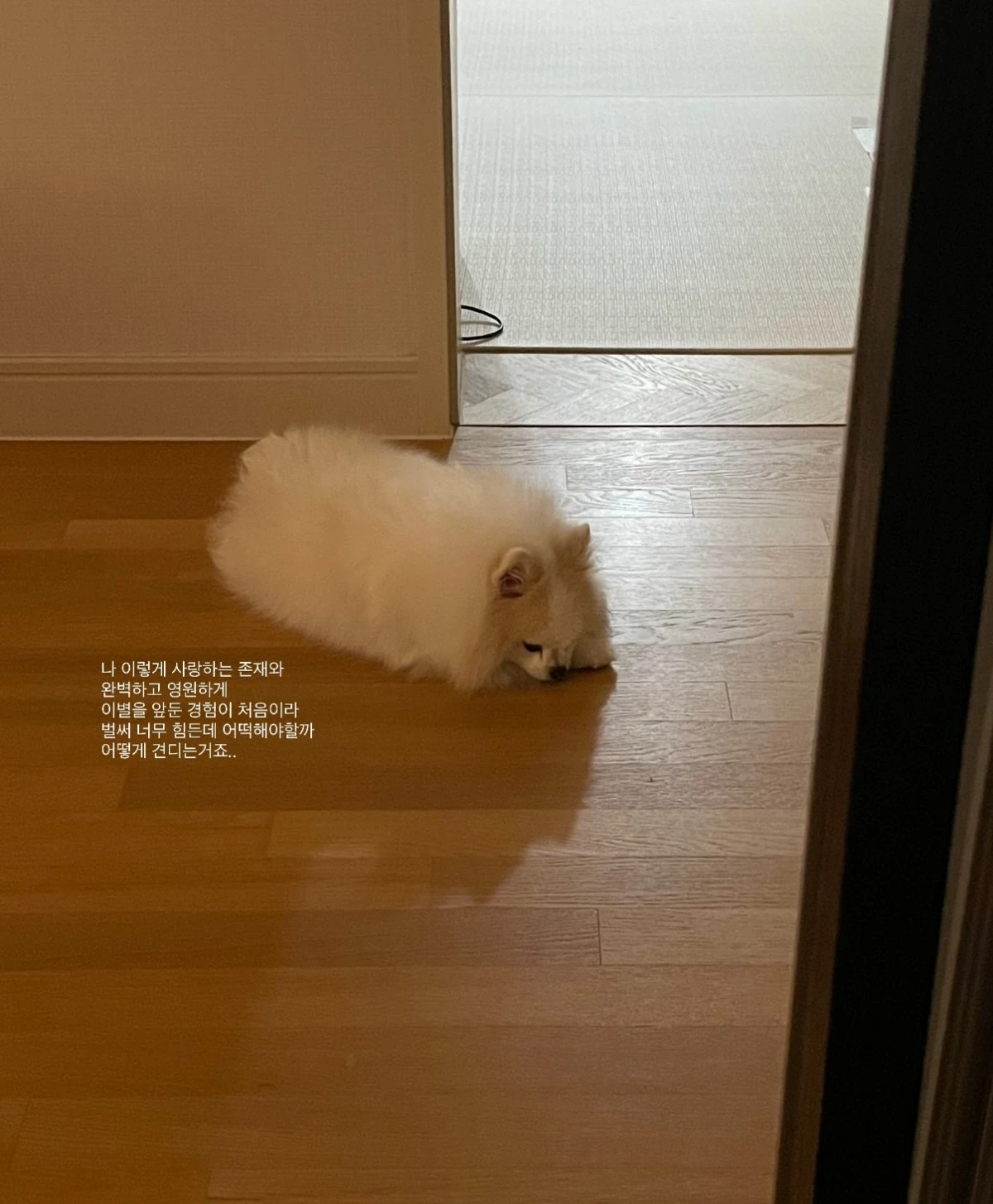 사진 = 이솔이 계정
