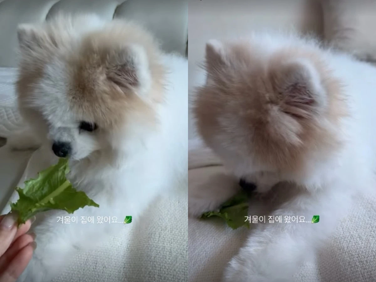 박성광, 이솔이 반려견