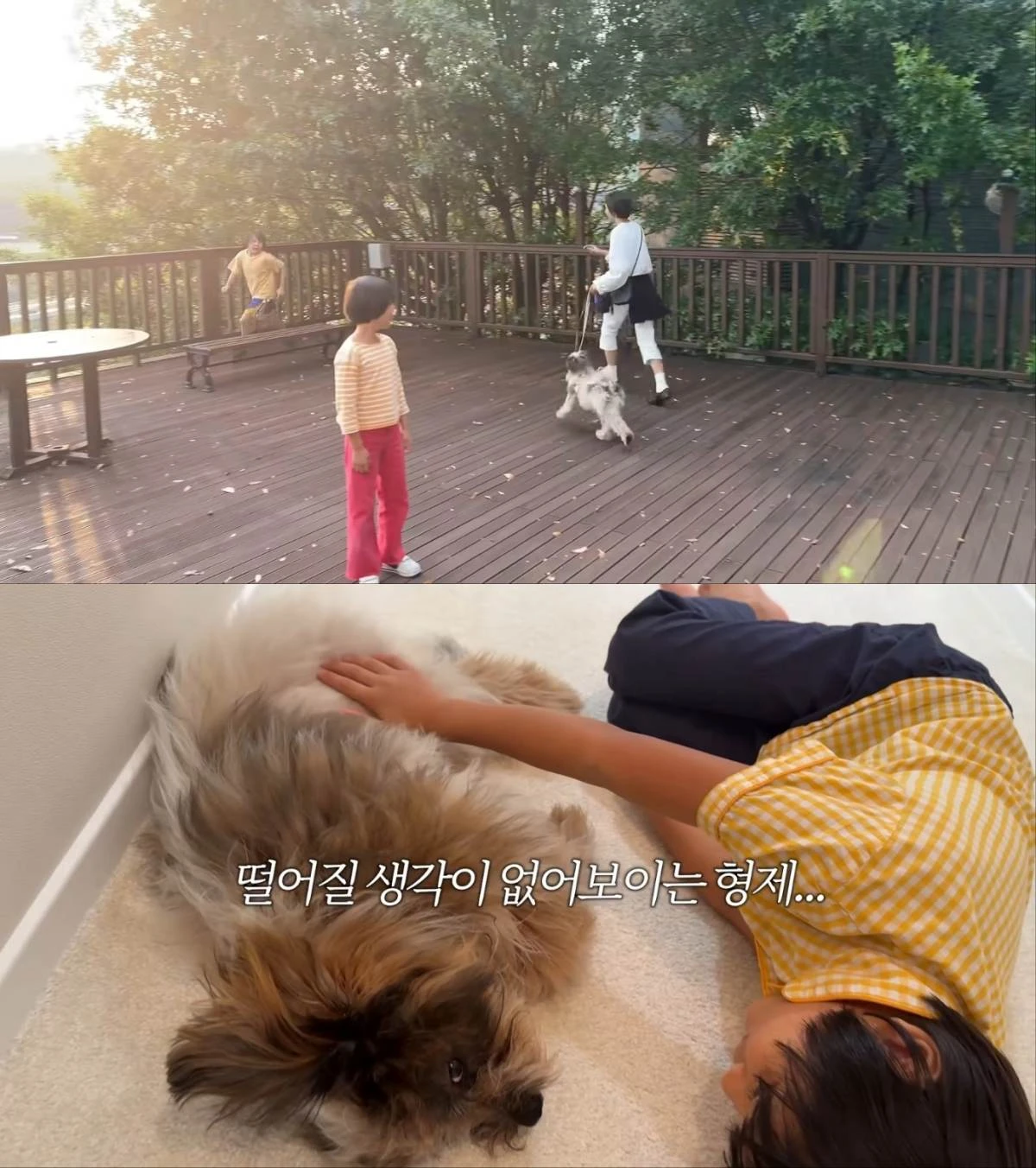 김나영 가족, 반려견 입양