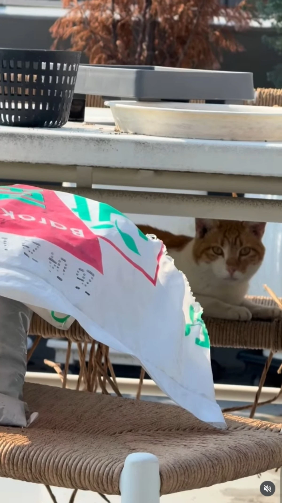 김사랑